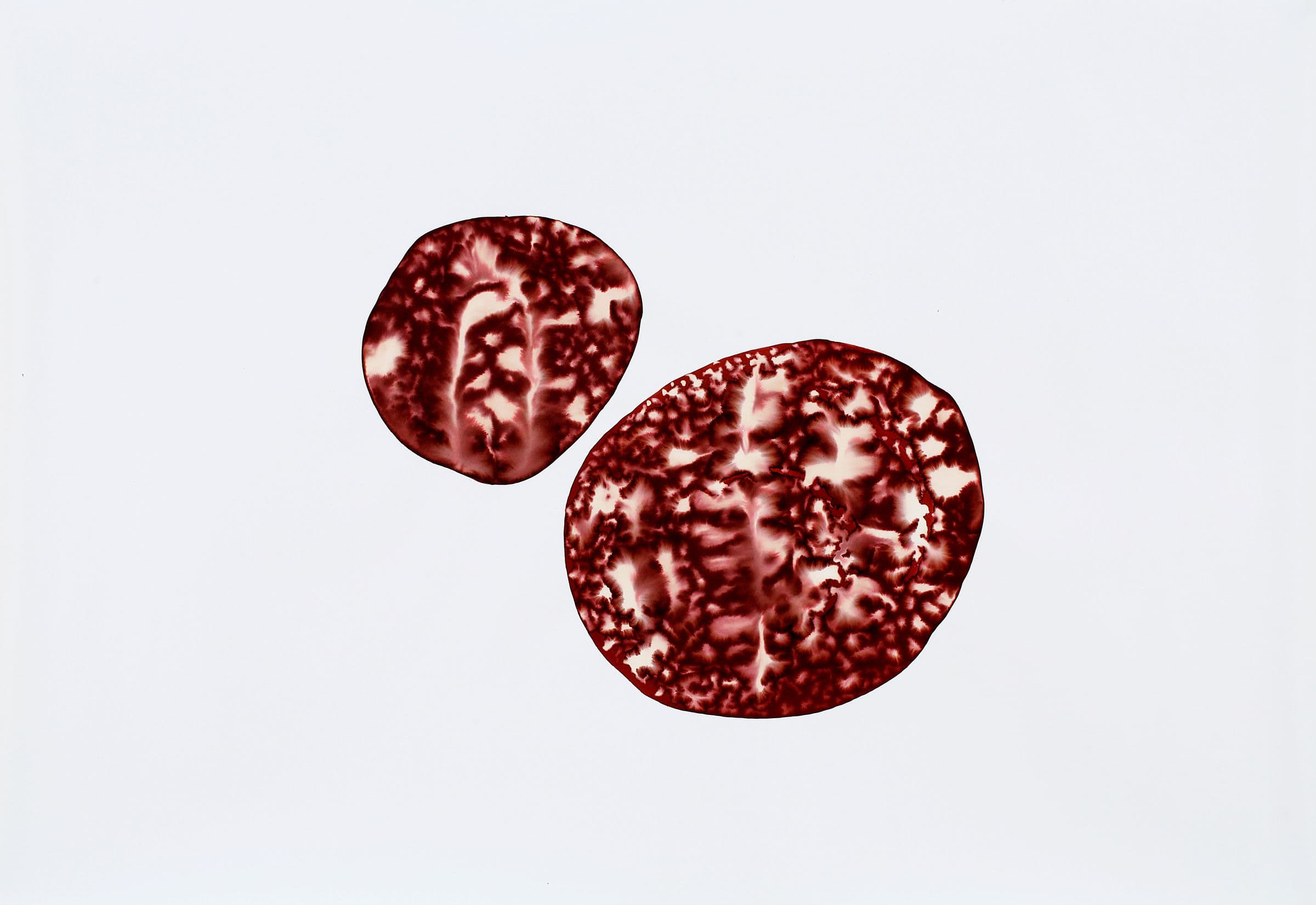 Astres perdus series — bleach and ink on paper